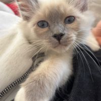 Chaton mâle sacré de birmanie - loof #3