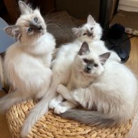 Chaton mâle sacré de birmanie - loof #4