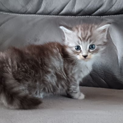 Chaton maine coon loof #1