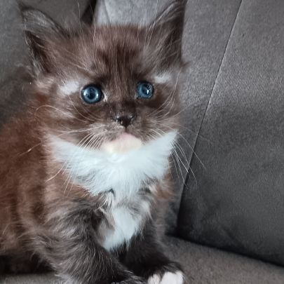 Chaton maine coon loof #2