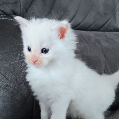 Chaton maine coon loof #3