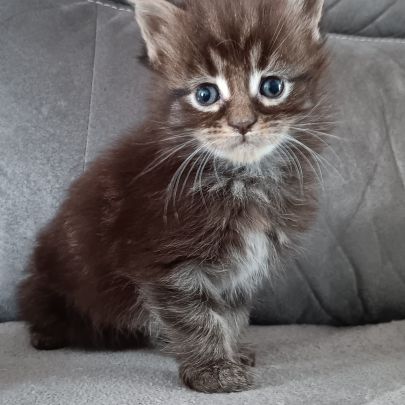 Chaton maine coon loof #4