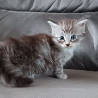 Chaton maine coon loof #1