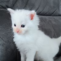 Chaton maine coon loof #3