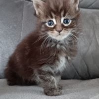 Chaton maine coon loof #4