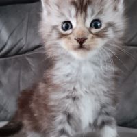 Chaton maine coon loof #5