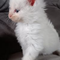Chaton maine coon loof #0