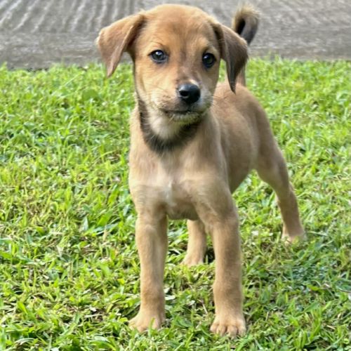 Loki, spécialitste bisous #2