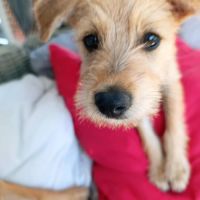 Noisette, la petite curieuse #1