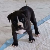 Bria,la machine à câlins