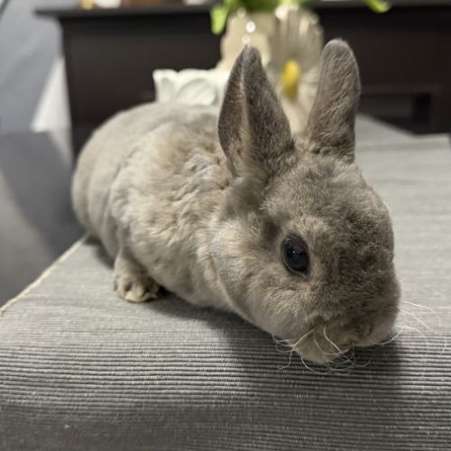 Lapin - jeune mâle rex nain opale #1