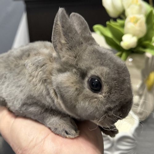 Lapin - jeune mâle rex nain opale #0