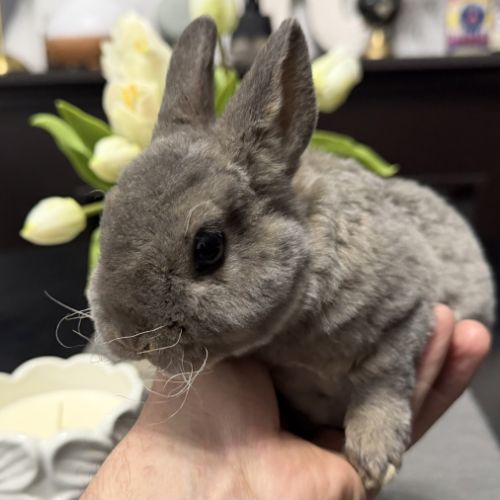 Lapin - jeune mâle rex nain opale #3