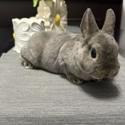 Lapin - jeune mâle rex nain opale #4