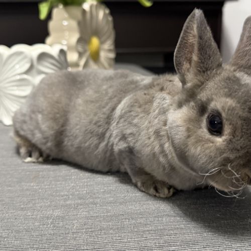 Lapin - jeune mâle rex nain opale #5