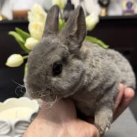 Lapin - jeune mâle rex nain opale #3