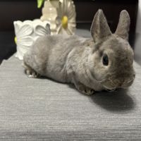 Lapin - jeune mâle rex nain opale #4