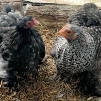 2 poules pékin #1