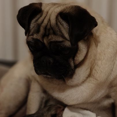 Chiot carlin femelle non lof #0