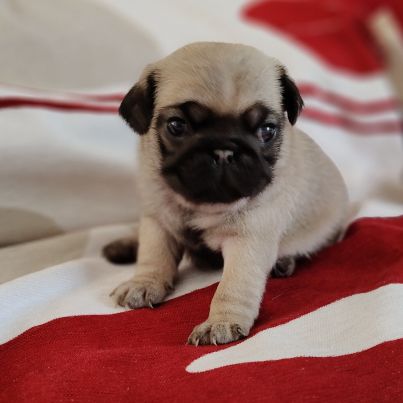 Chiot carlin femelle non lof