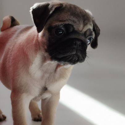 Chiot carlin femelle non lof