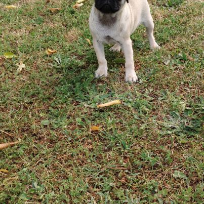 Chiot carlin femelle non lof