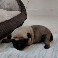 Chiot carlin femelle non lof #2