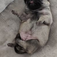 Chiot carlin femelle non lof #3