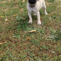 Chiot carlin femelle non lof