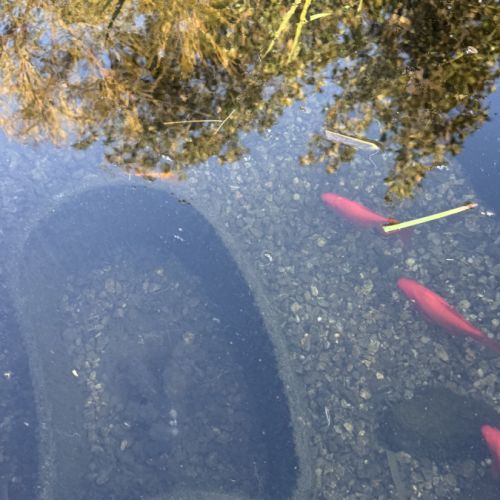 Poissons de bassin #1