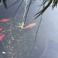 Poissons de bassin #0