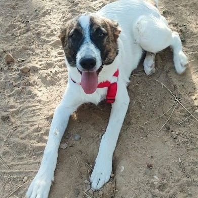 Dany 10 mois, jeune chien facile, ok chiens/chats #1