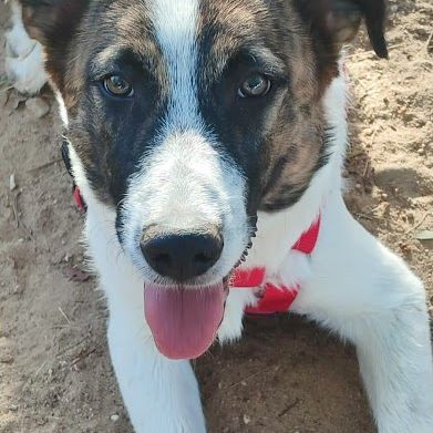 Dany 10 mois, jeune chien facile, ok chiens/chats #3