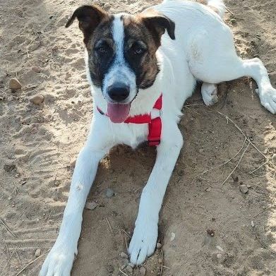 Dany 10 mois, jeune chien facile, ok chiens/chats #4