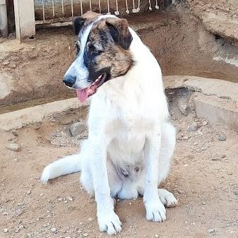 Dany 10 mois, jeune chien facile, ok chiens/chats #0