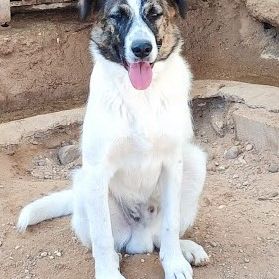 Dany 10 mois, jeune chien facile, ok chiens/chats #6