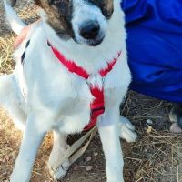 Dany 10 mois, jeune chien facile, ok chiens/chats #2