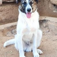 Dany 10 mois, jeune chien facile, ok chiens/chats #6