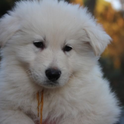 Chiots male berger blanc suisse a reserver #3