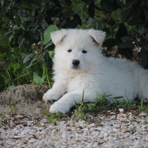 Chiots male berger blanc suisse a reserver #0