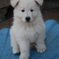 Chiots male berger blanc suisse a reserver #2