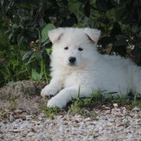 Chiots male berger blanc suisse a reserver