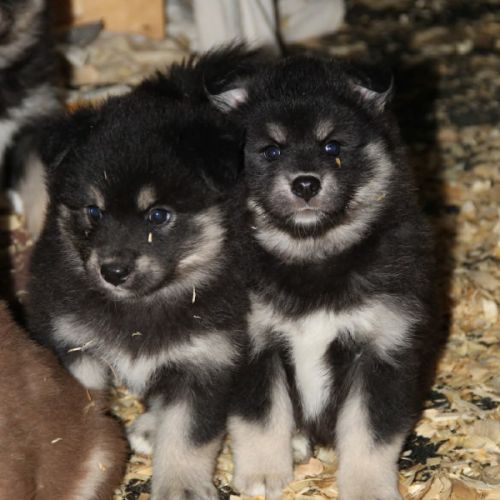 Chiot finnois de laponie #2