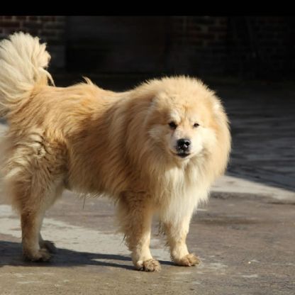 Chiot finnois de laponie #4