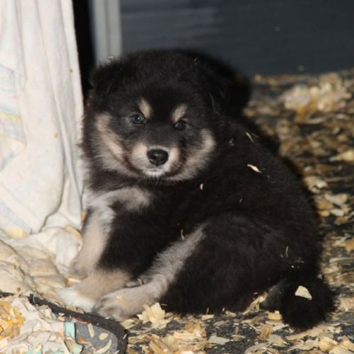 Chiot finnois de laponie #6