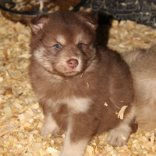 Chiot finnois de laponie #7