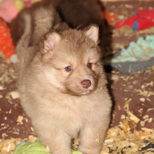 Chiot finnois de laponie #8