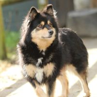 Chiot finnois de laponie #0