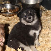 Chiot finnois de laponie #3