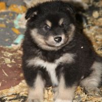Chiot finnois de laponie #5